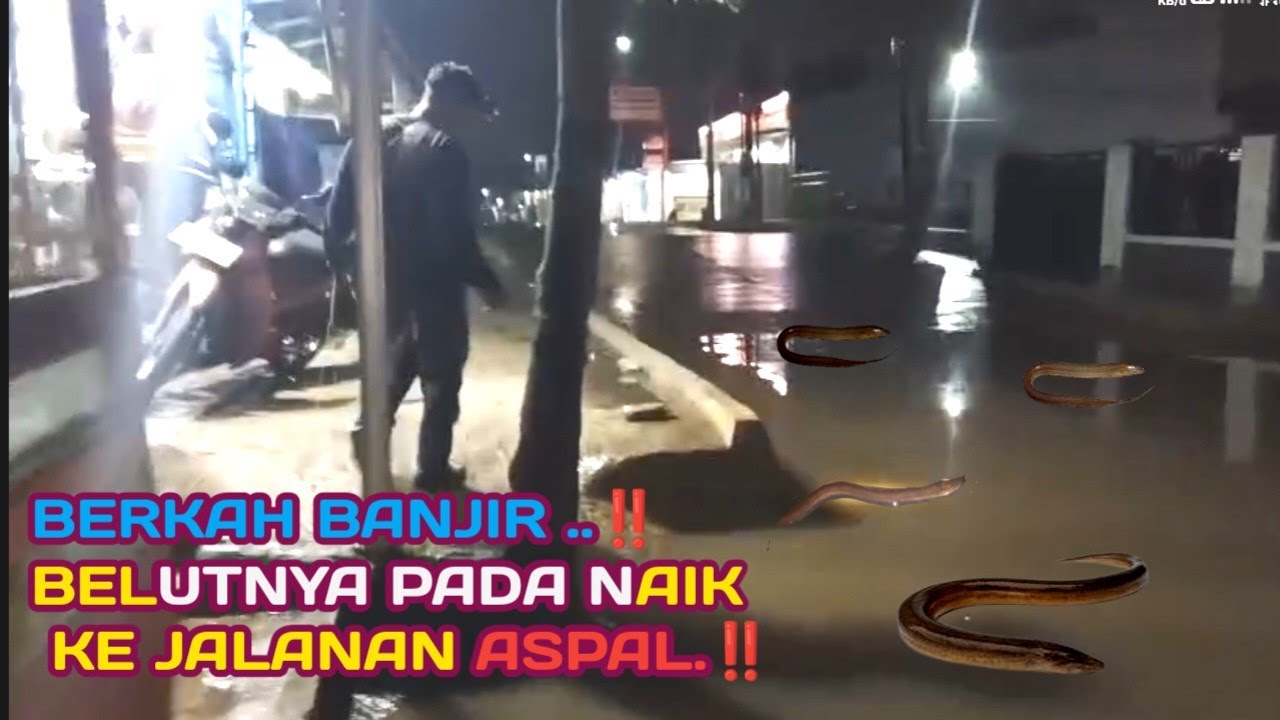 HUJAN DATANG BELUT PADA KE JALAN‼️