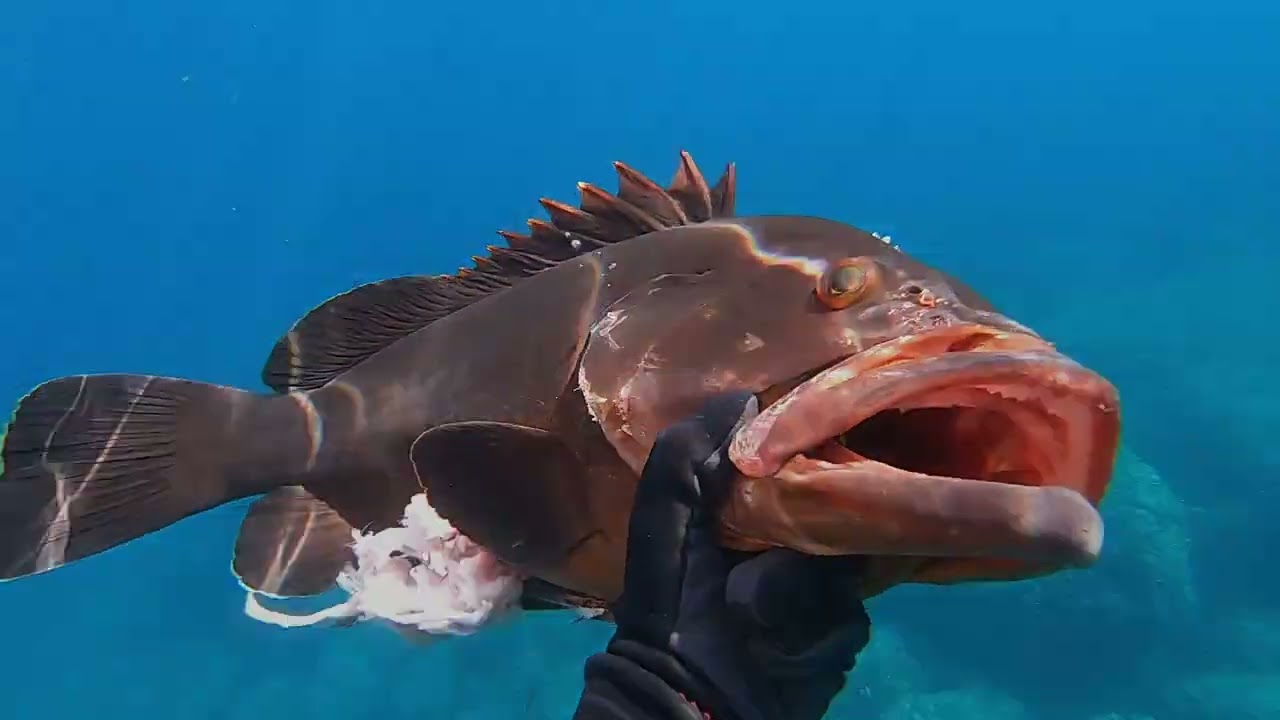Spearfishing Croatia - GROUPERLAND | Powered by Tristan Spearguns