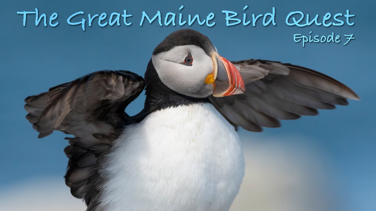 Great Maine Bird Quest: Episode 7 || Maine Wildlife Photography