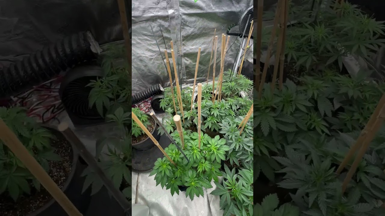 10 days out from flipping into flower! Plants are happily vegging! #420 #jamaica #cannabisculture