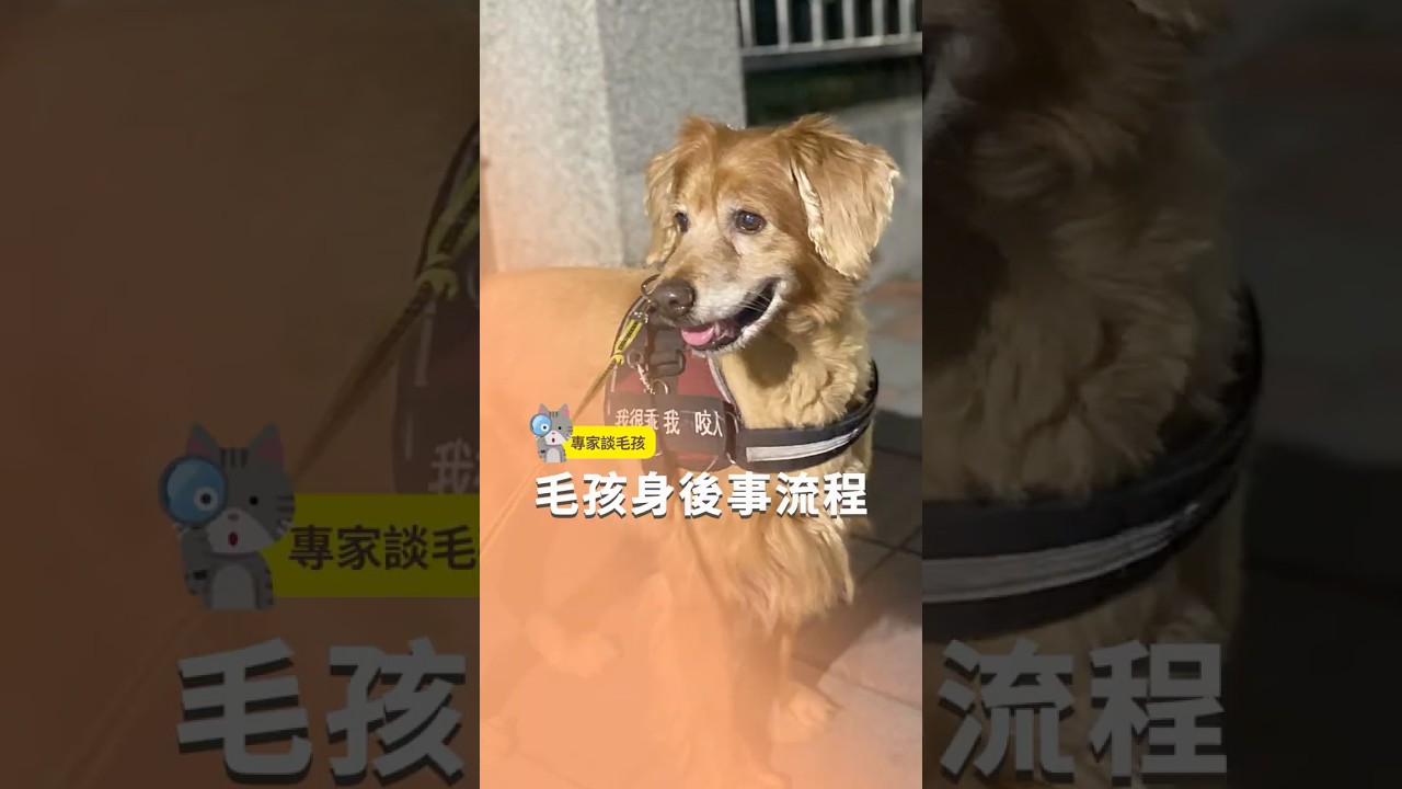 毛孩身後事流程 🐾 #飼主必看 #毛孩身後事 #寵物告別式 #萬里福田 #毛孩家人 #寵物火化 #寵物好好聊 #pawstalker