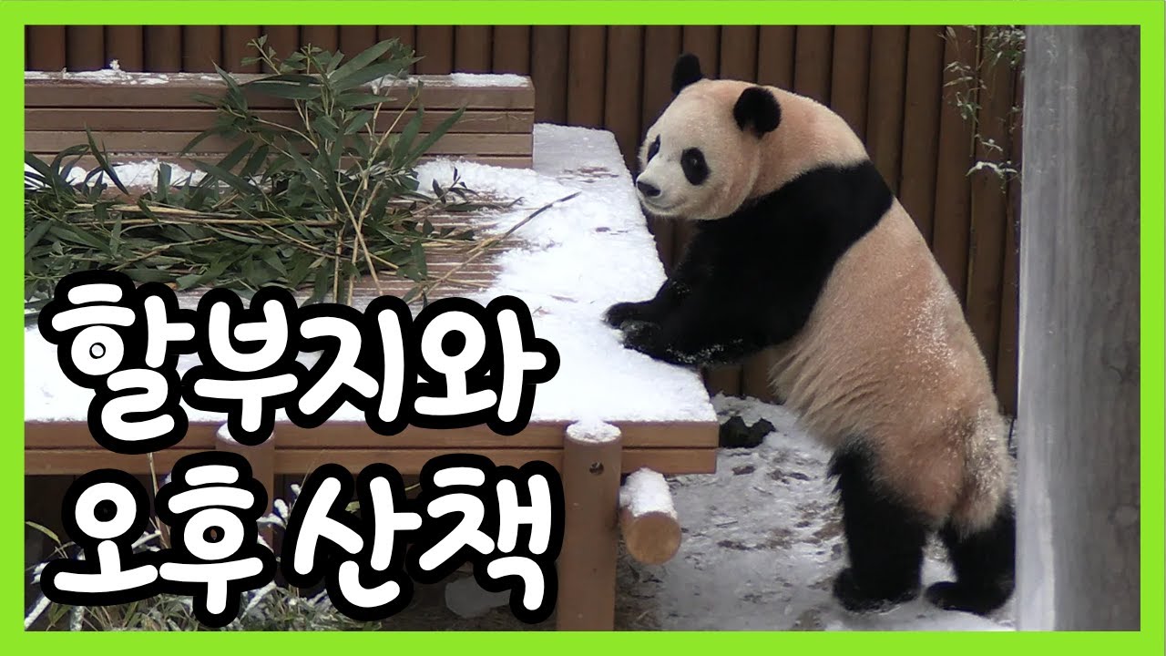 할부지와 오후 산책 | 우당탕탕 루이와 후이의 눈밭 전쟁 현장!