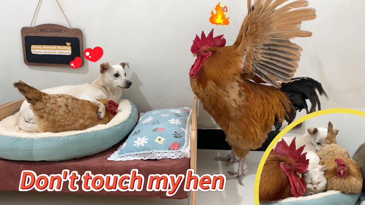 The puppy kissed the hen, and the rooster was very angry! The rooster and hen both love the kitten.