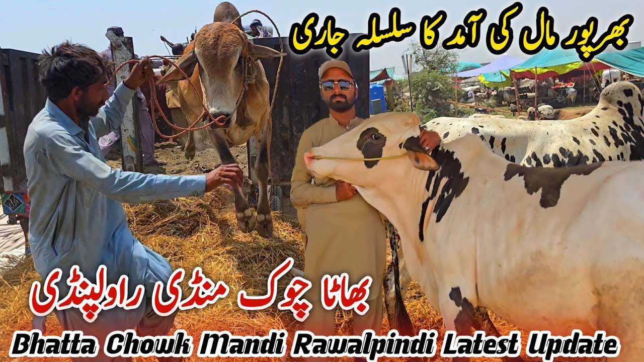 Bhatta Chowk Mandi Latest Update 23 May 2025 | Qurbani Bakra Eid