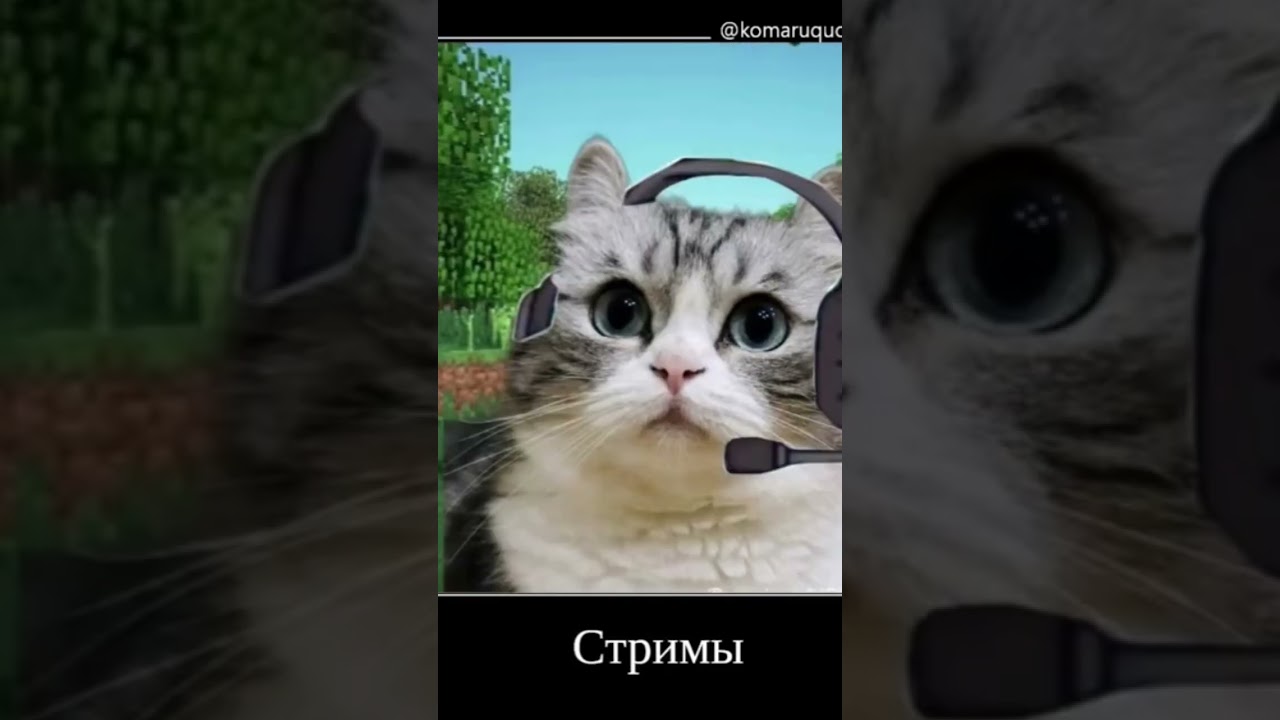 КУПИ РАЙЗЕН