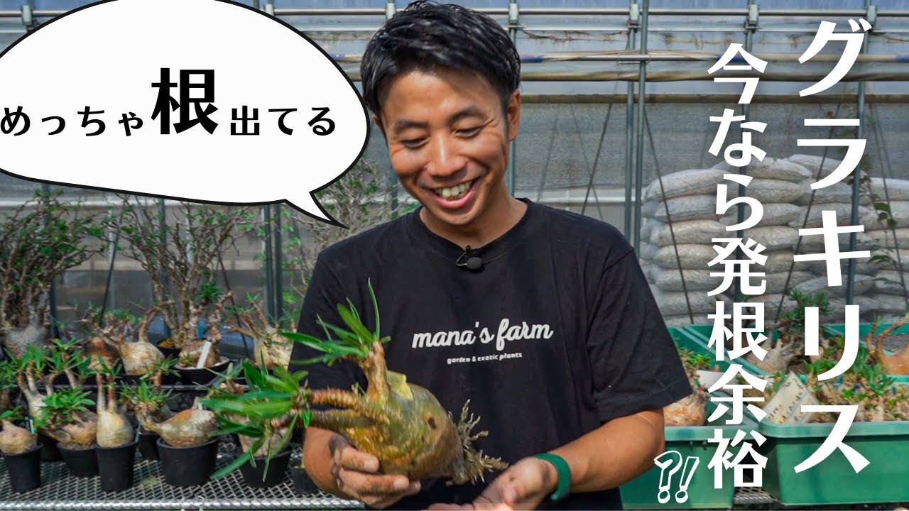 グラキリスの発根状況確認したらハンパなかった🔥