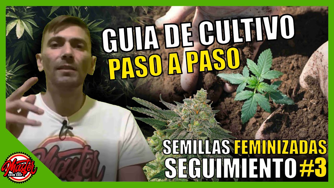 🌱#3- GU&Iacute;A DE CULTIVO | SEMILLAS FEMINIZADAS | COMO CONSEGUIR PLANTAS MAS FUERTES Y ROBUSTAS