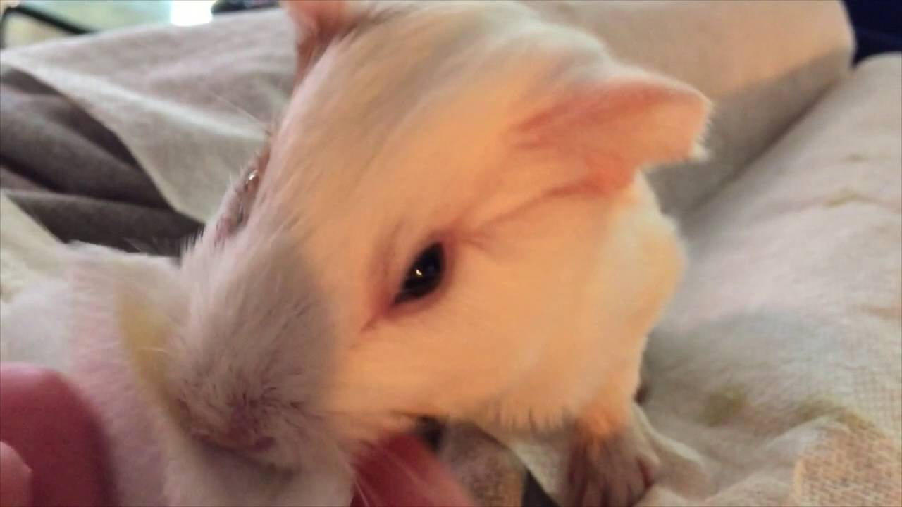 Our baby Guinea pig was born with hands.