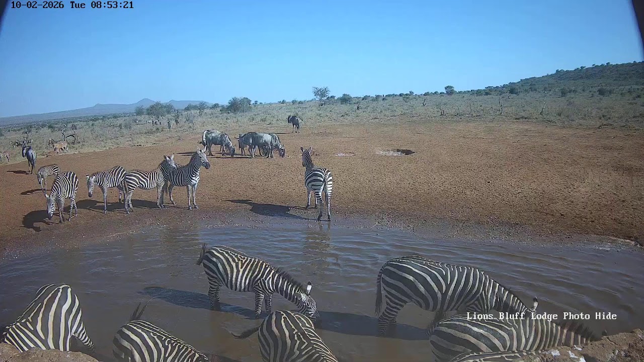 Lions Bluff Lodge Photo Hide - Live Stream