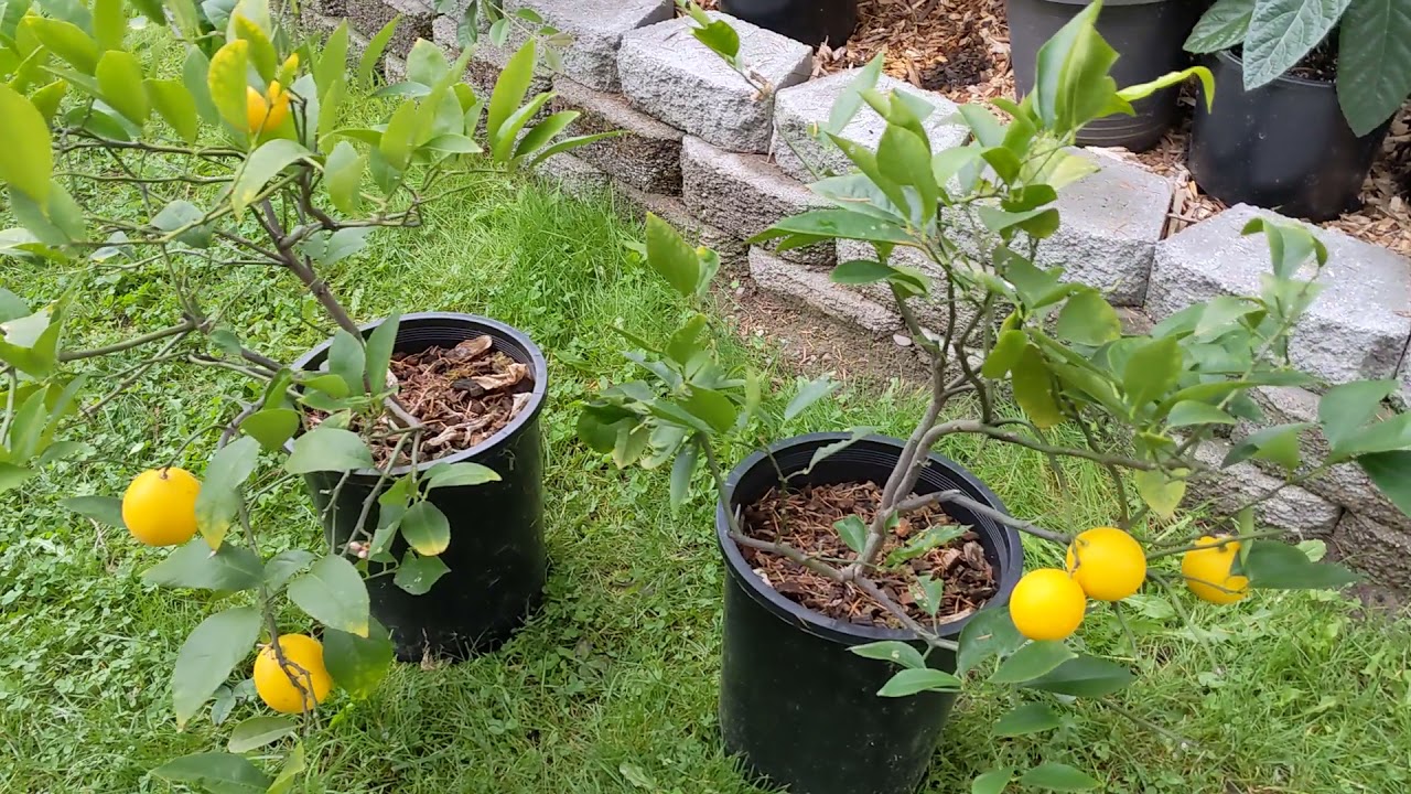 Dwarf Meyer Lemon trees in 5 gallon containers.