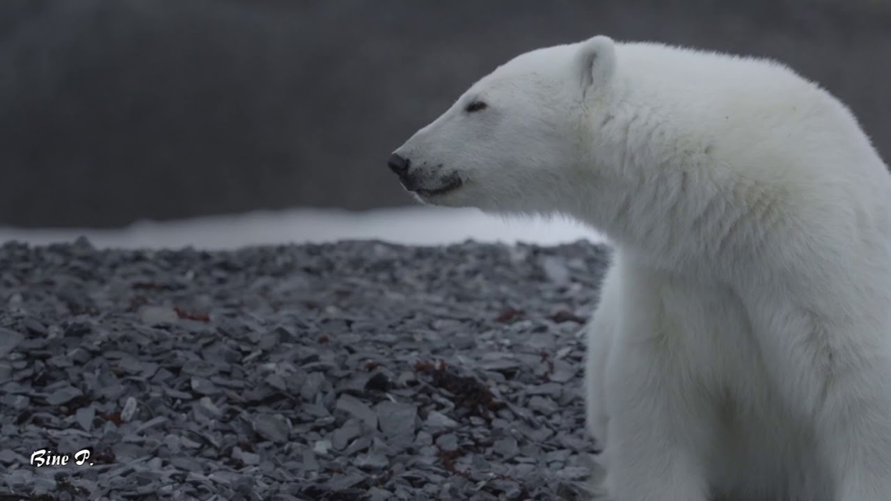Vangelis × Theme From Antarctica