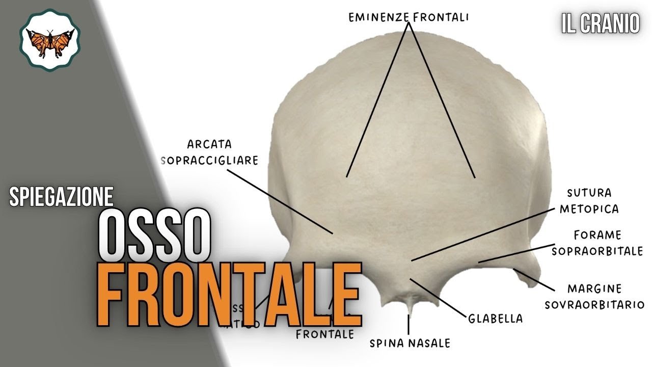 Osso Frontale