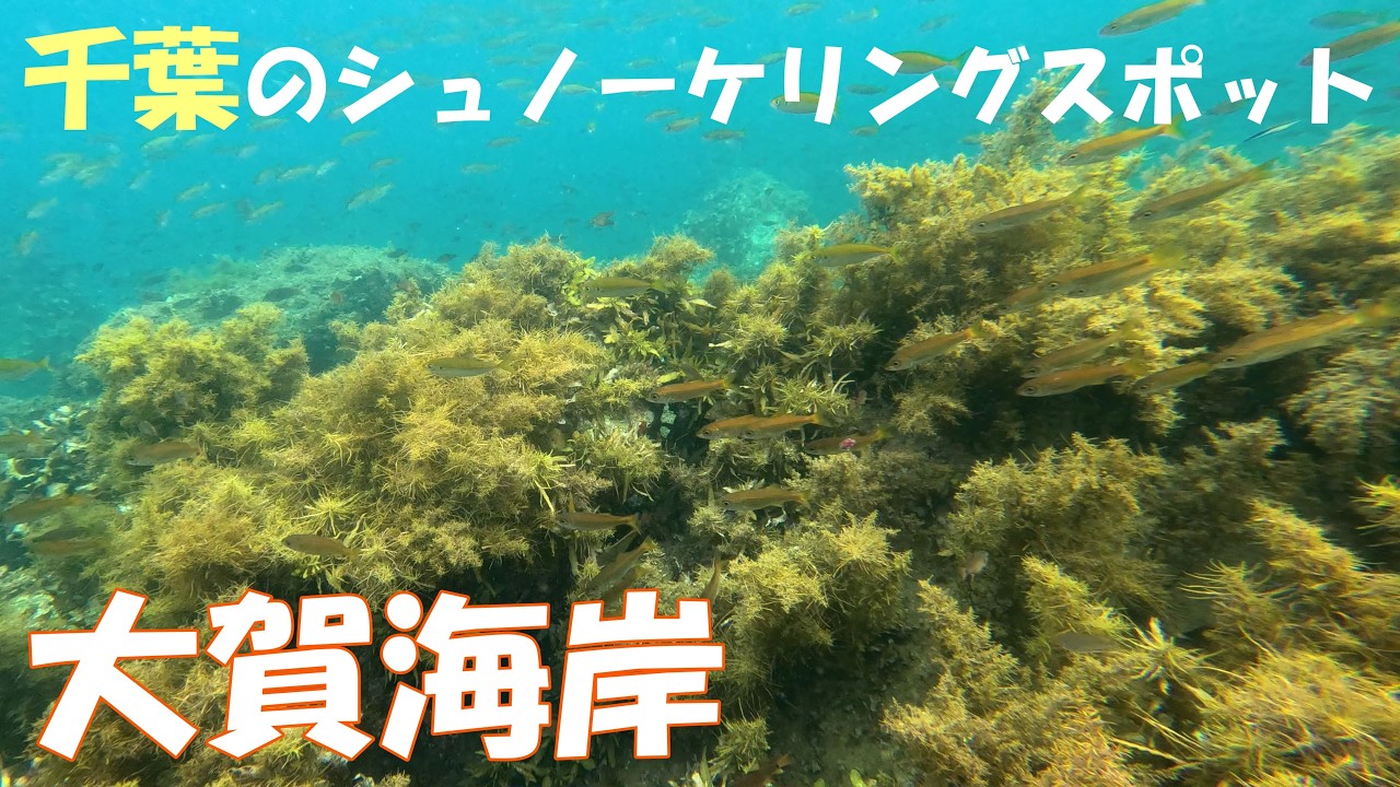 千葉県館山市にある大賀海岸のシュノーケリング情報や駐車場情報、周辺情報を紹介します！