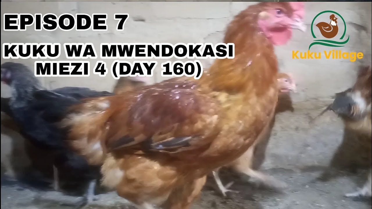 NI BALAA - KUKU WA MWENDOKASI MIEZI 4 (DAY 160) - EPISODE 7