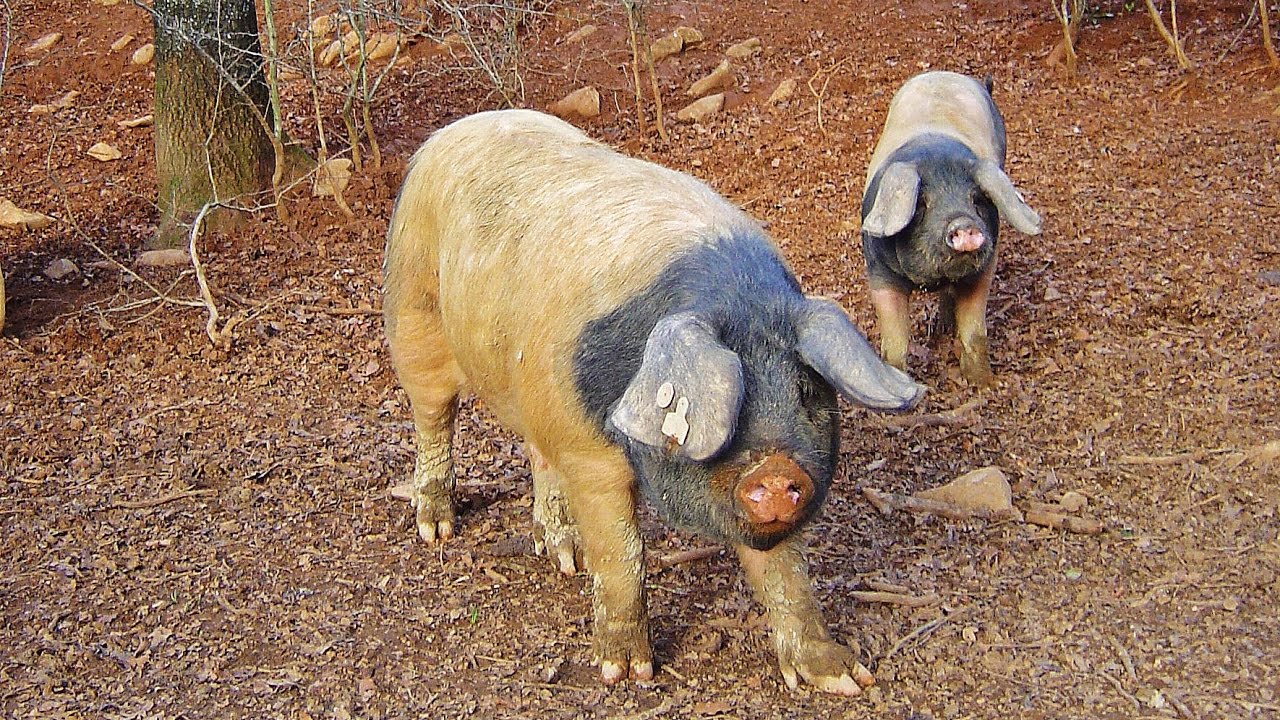 🖤 EUSKAL TXERIA. Cerdo vasco (Navarra)🐷🐷🐷🐷