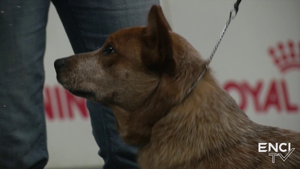PISTOIA2017 - SAB11.FOCUS: Australian Cattledog  Femmine