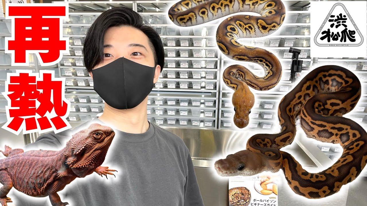 こんなに綺麗でこの価格！？「渋谷松濤爬虫類」店長おすすめ生体の猛攻がキツすぎる...【ボールパイソン】