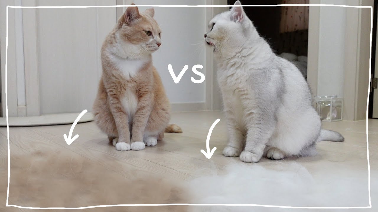 고양이 털갈이!!!! 감당할 수 없다면 키우지마세요😭코숏VS브숏