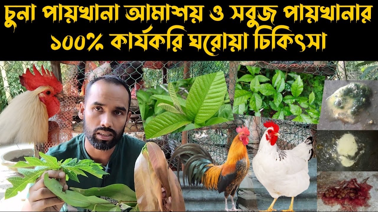 চুনা পায়খানা আমাশয় ও সবুজ পায়খানার ১০০% কার্যকরি ঘরোয়া চিকিৎসা।মুরগির প্রাকৃতিক চিকিৎসা