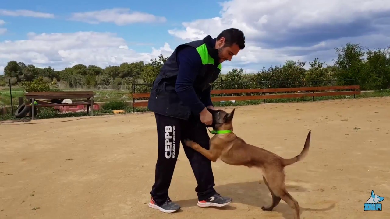 Rutina entrenamiento con Malinois cachorro de 3 meses y medio