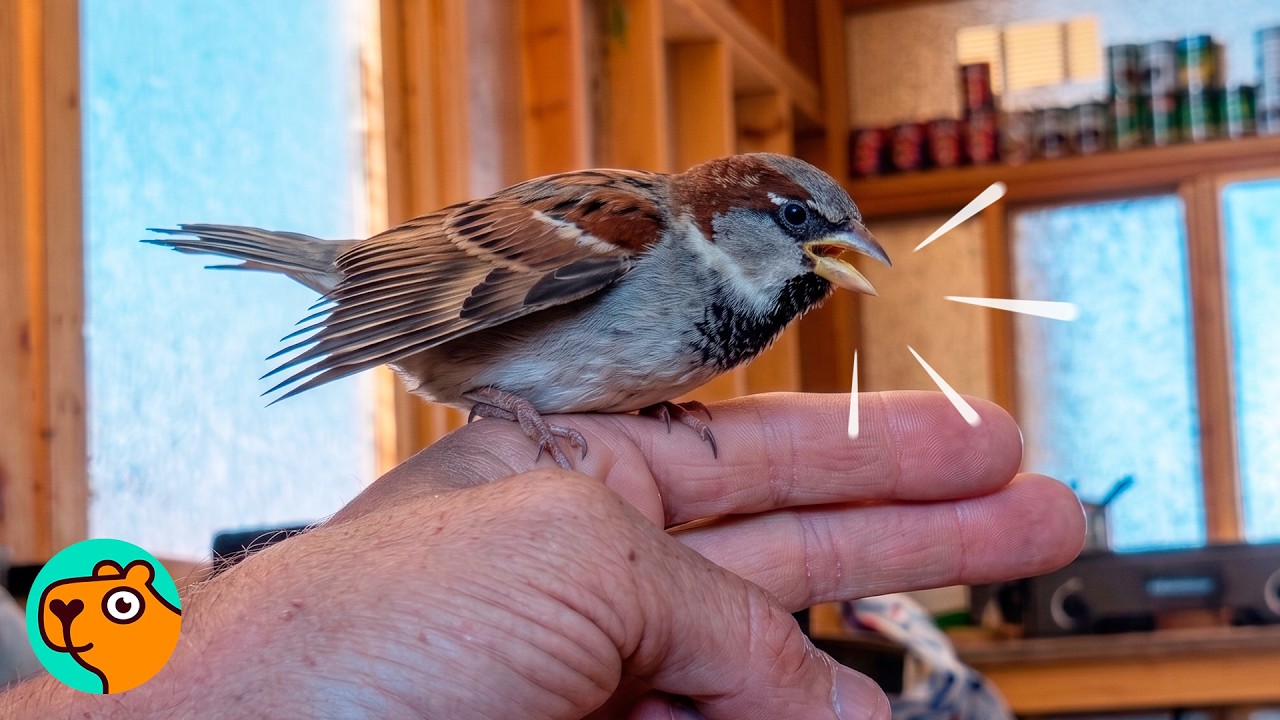 Wild Sparrow Dances Every Day With Man That Saved Her | Cuddle Buddies