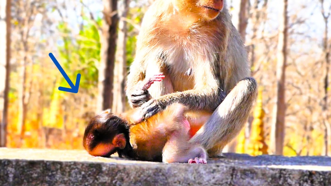 Baby Monkeys Accidentally Collide Heads