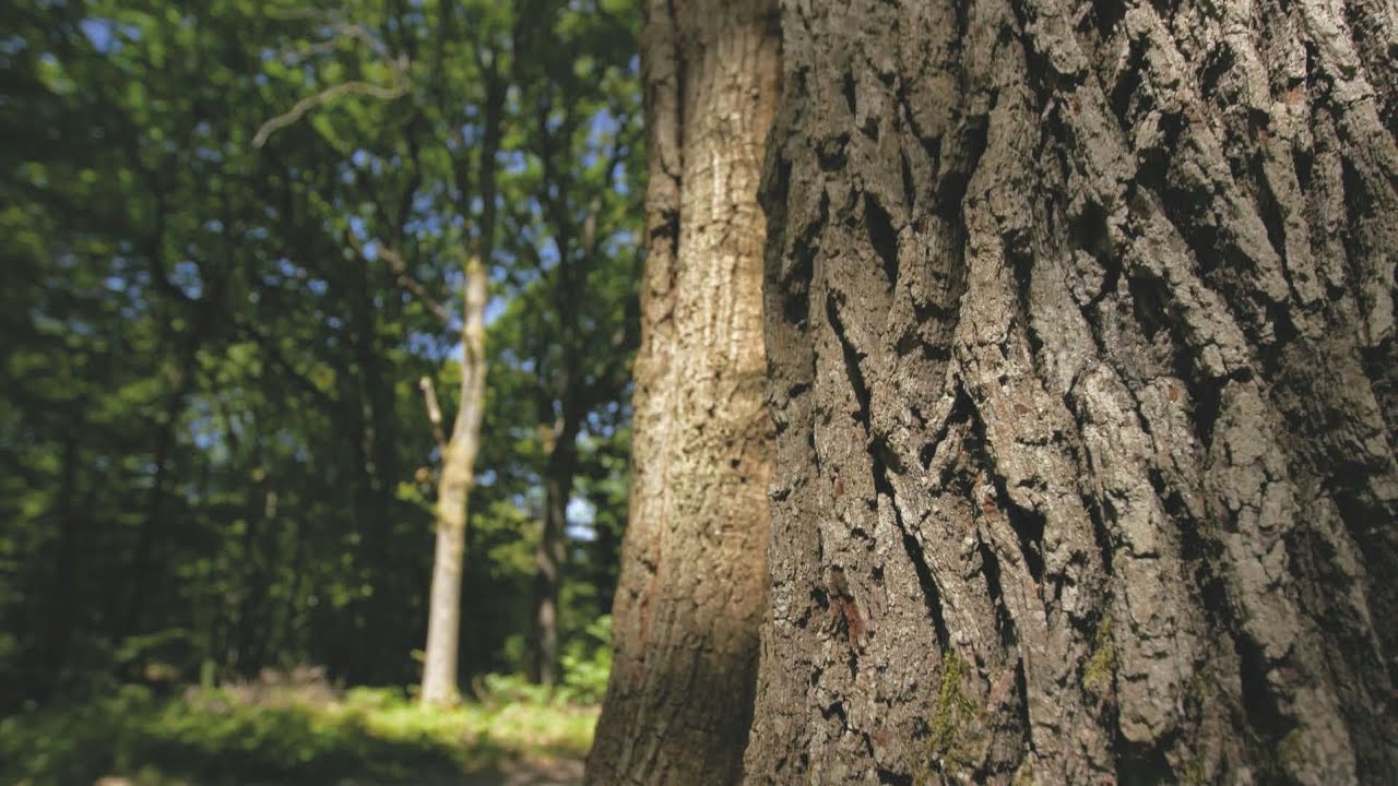 Épisode 3 : L'Amont de la forêt (le chêne)