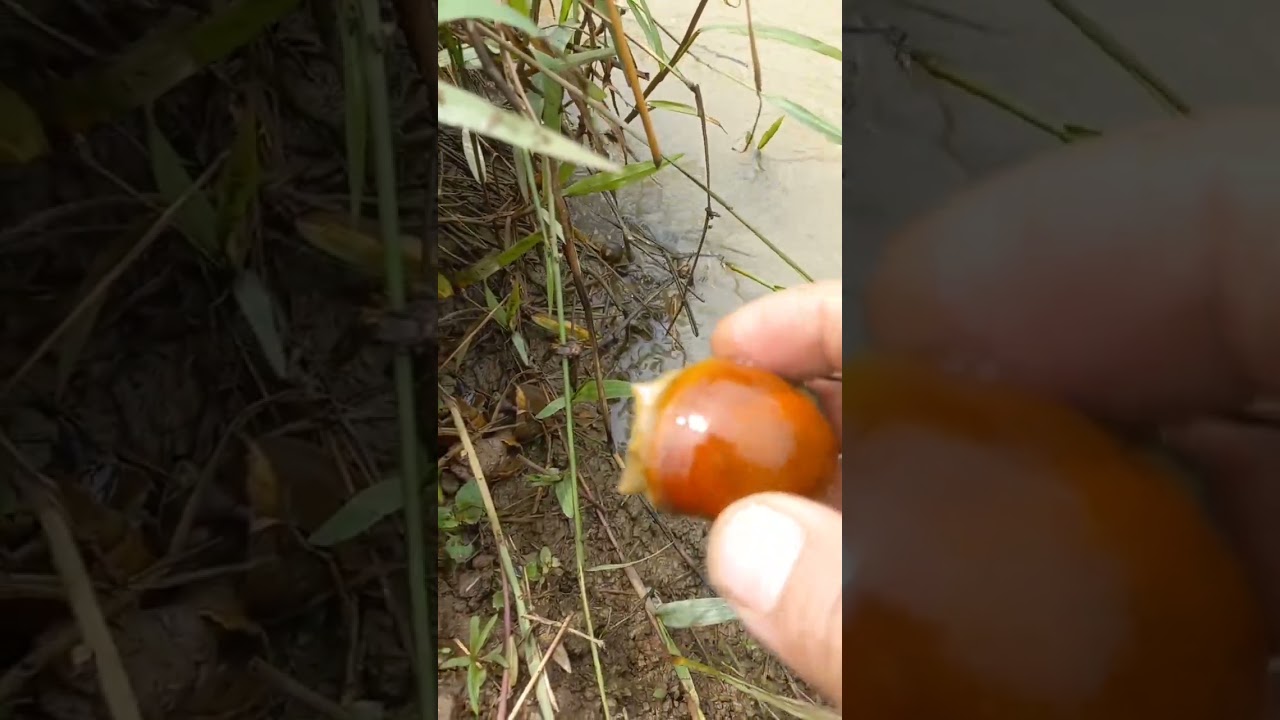 cangkang keong yg satu ini cukup unik🐌#keongsawah #keongmas