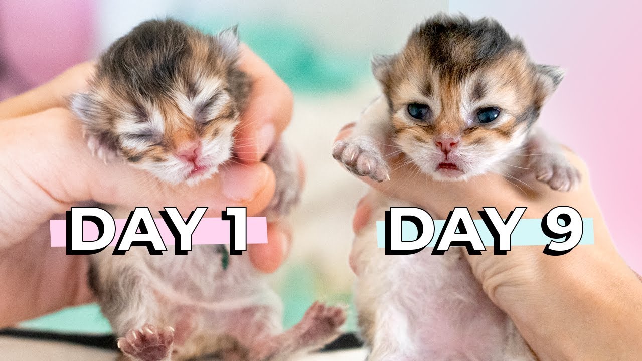 Kitten Opens His Eyes 9 Days After Birth | British Longhair Black Golden Shaded Kitten | Slow Motion