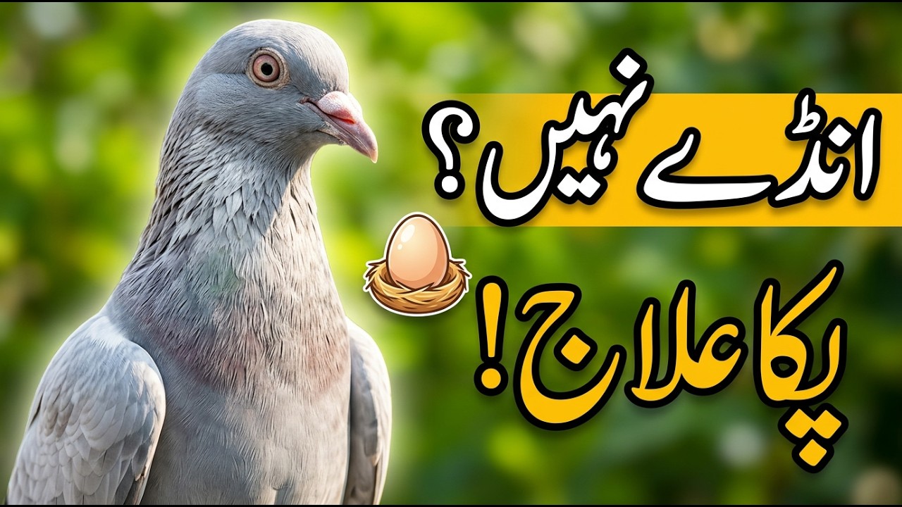 Andon se Band Mada ka ilaj | andon se band kabootar ka ilaj