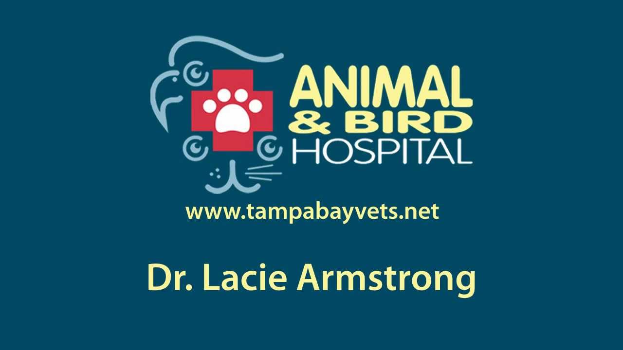 Tampa Veterinarian - Meet Dr. Lacie Armstong at Terrace Animal Hospital