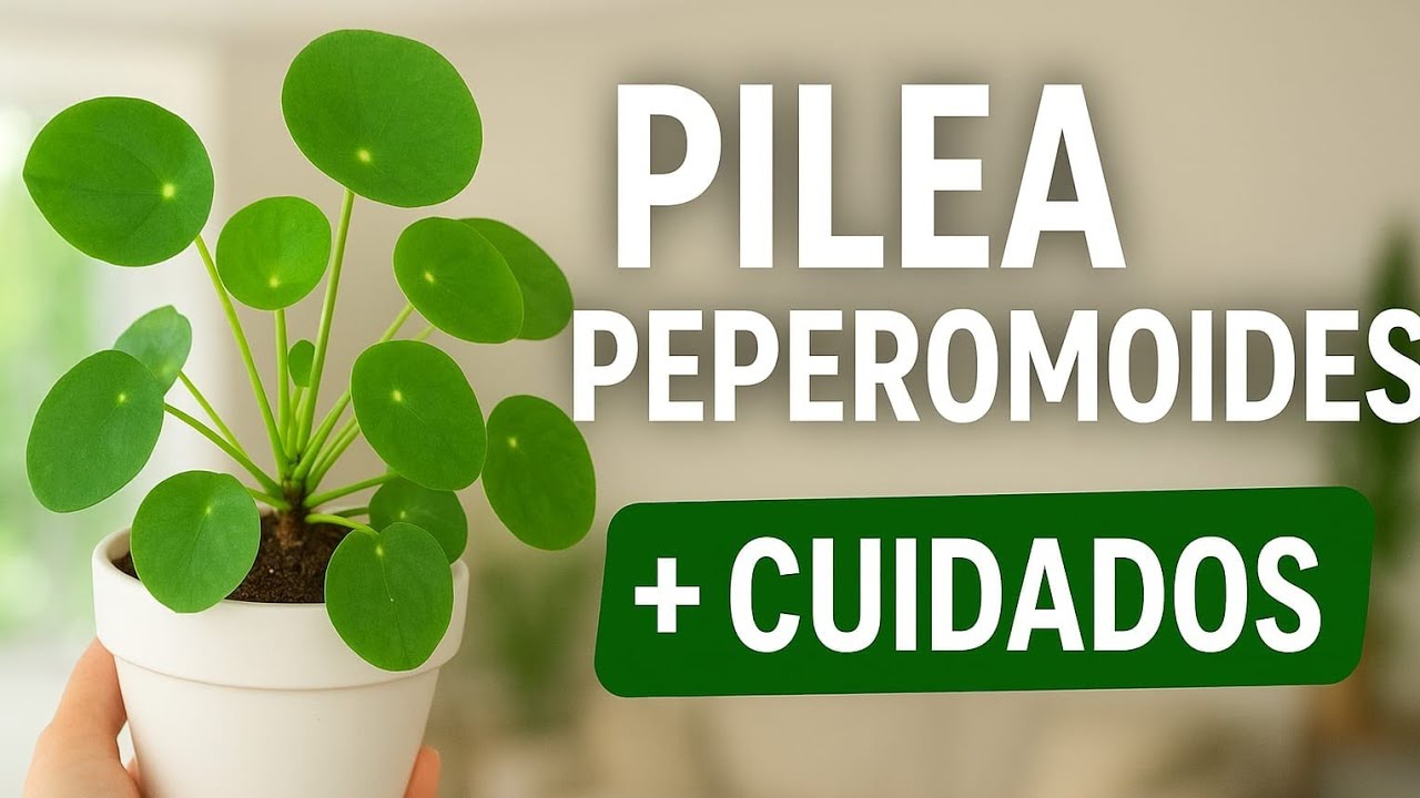 Pilea peperomioides "La planta del dinero" EN VIVO