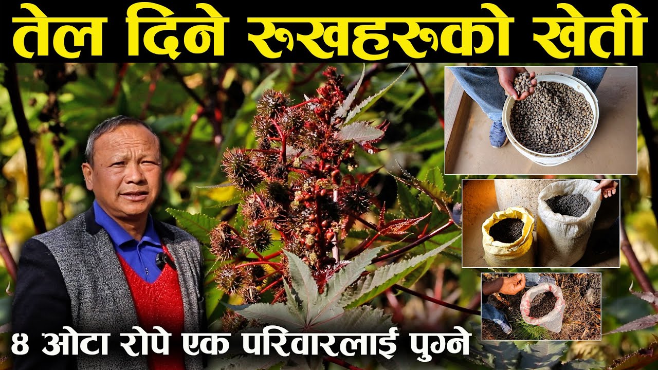 तेल दिने रुखको खेती गरेका कुमार,भन्छन्-'४ ओटा रोपे एक परिवारलाई पुग्छ'