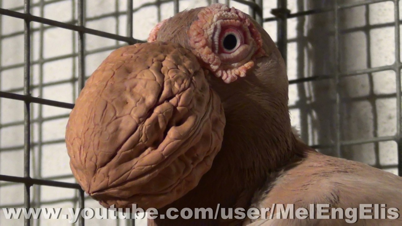 Pigeon 