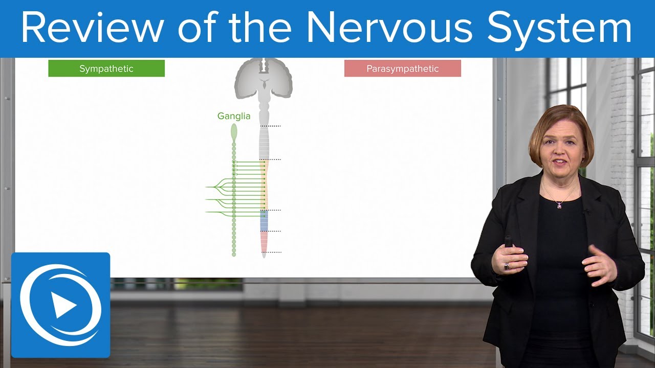 Review of the Nervous System – Pharmacology | Lecturio Nursing