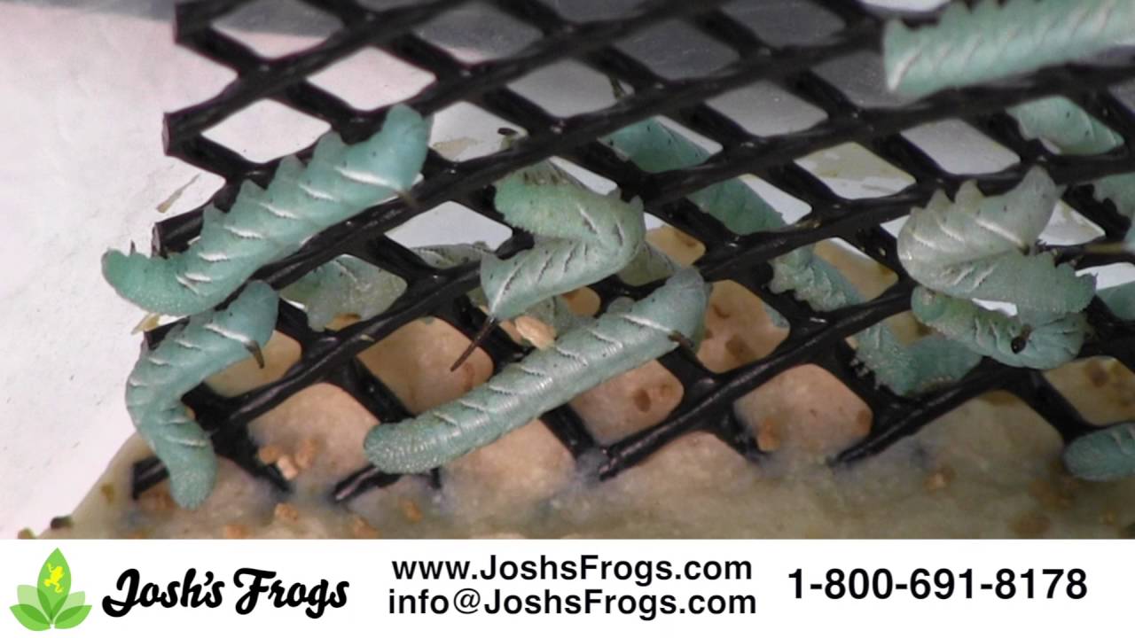 How to Keep and Feed Hornworms