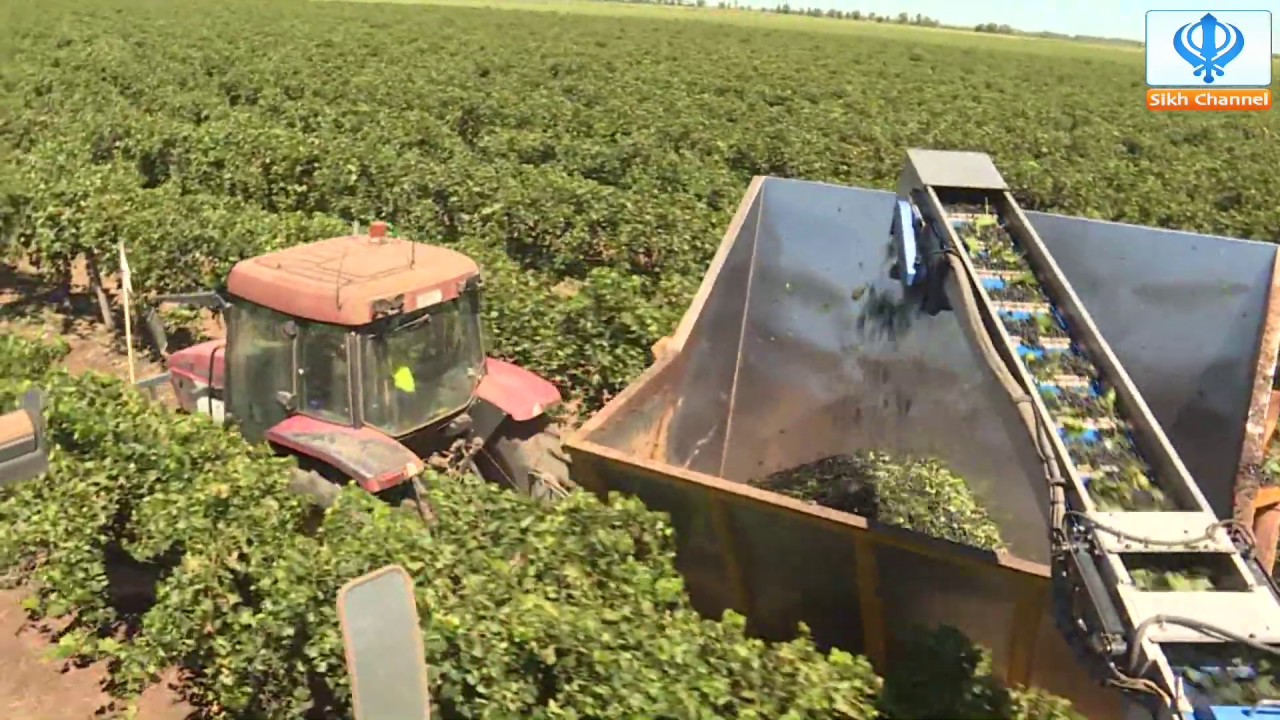 Sikh Channel Australia: Grapes Farm, Griffith