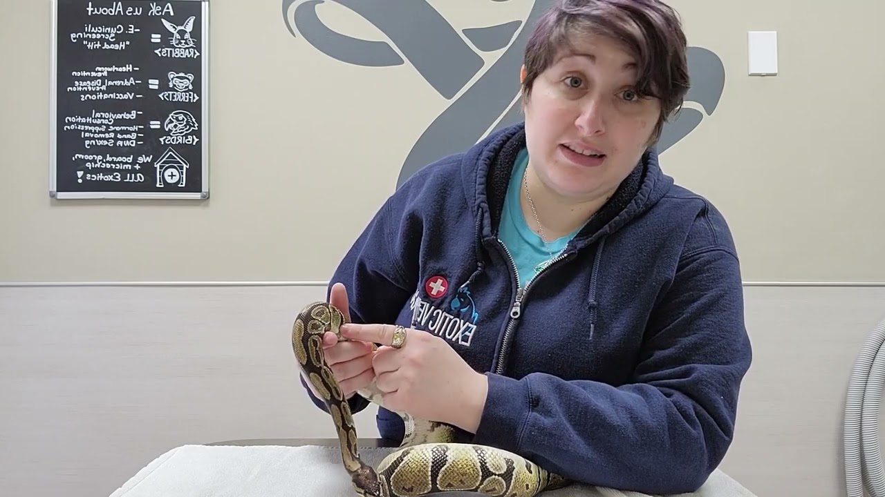 Pet Care Basics:  Snake injections