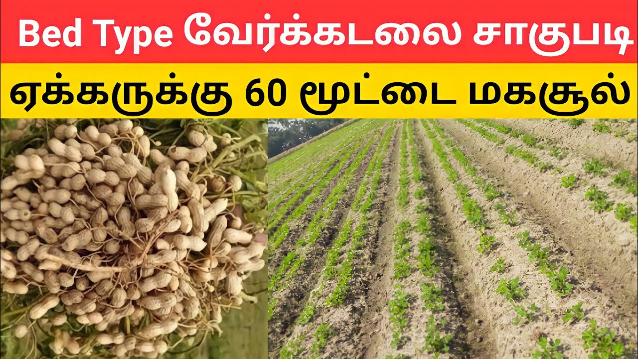 Bed Type வேர்க்கடலை சாகுபடி முறை A to Z | Peanut | groundnut harvester machine |kadiri 1812 part -1