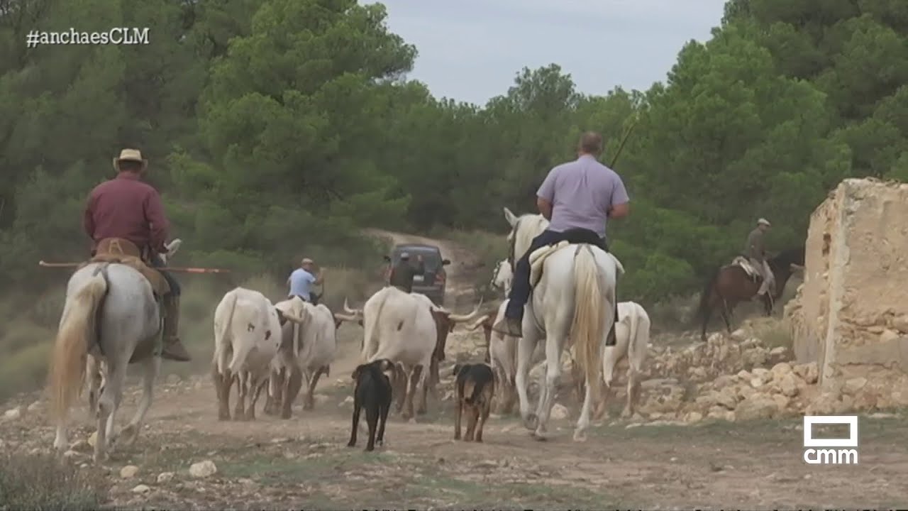 Férez disfruta con los encierros por su fiestas patronales | Ancha es Castilla-La Mancha