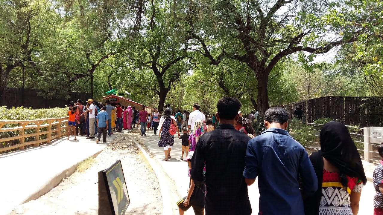 White Tiger Attack || Zoo || New Delhi