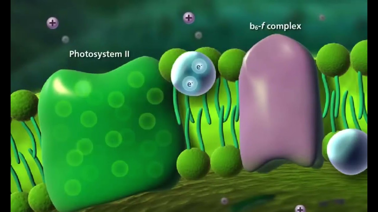 #Fotosentezin Işığa Bağımlı Reaksiyonları - Elektron Taşıma Sistemi - #Biyoloji Animasyon