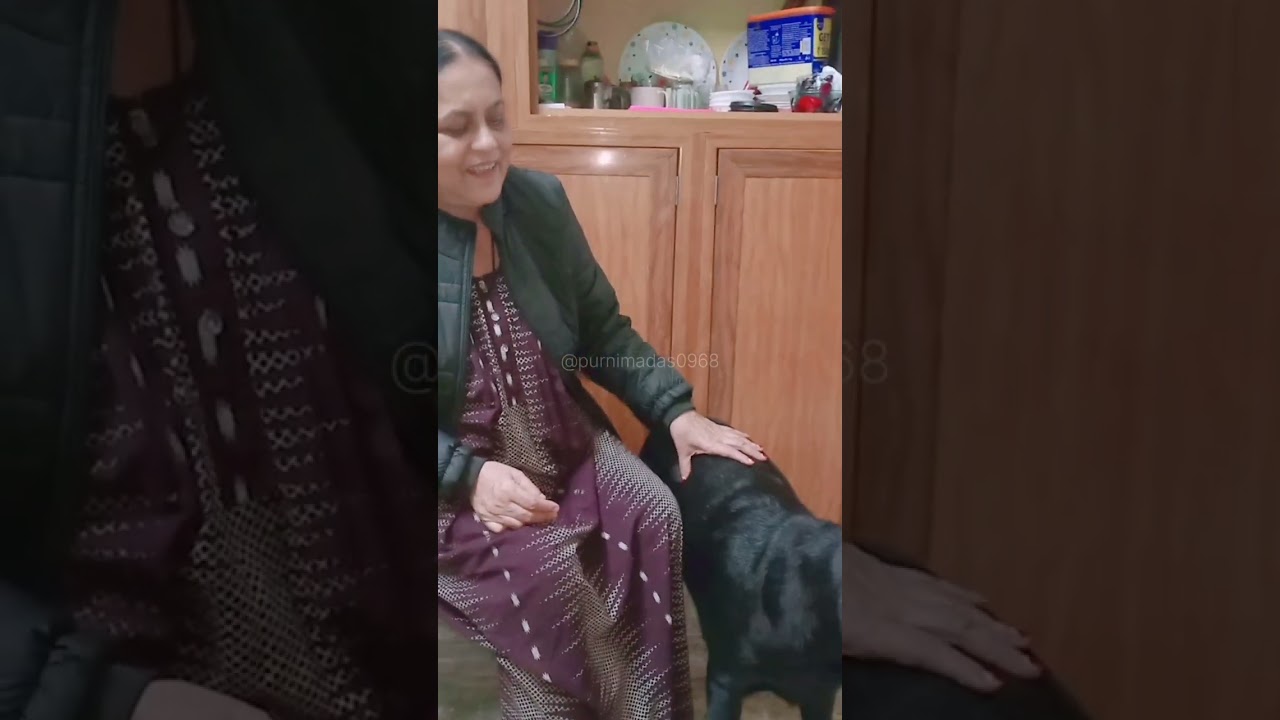My Labrador Rani 🦮 video 670 #dogbreeds #labrador #dog #doglove #doglife #cutedog 