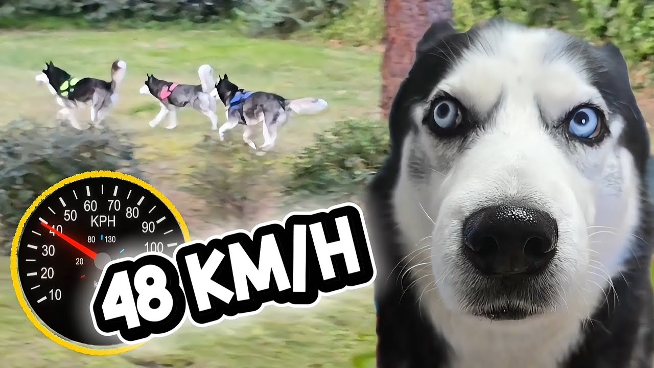 ¿A Cuántos KM/H 🚀 corre un Husky? Velocidad Punta y Amor de Manada