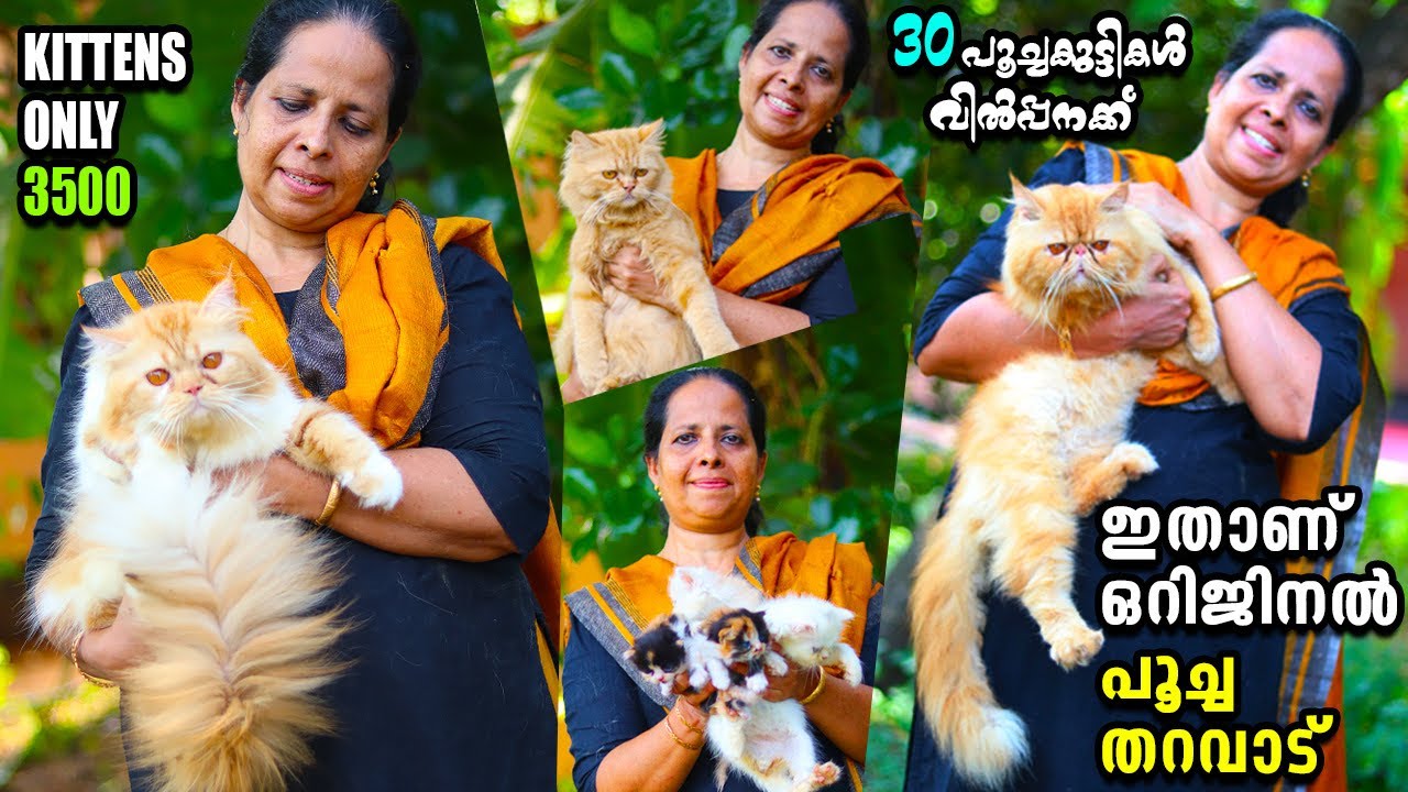 മക്കളെ പോലെ പൂച്ചയെ വളർത്തുന്ന ജിജി എന്ന വീട്ടമ്മ..വീട് നിറയെ പൂച്ചകൾ😱|Persian Cat Kerala|Leo pets