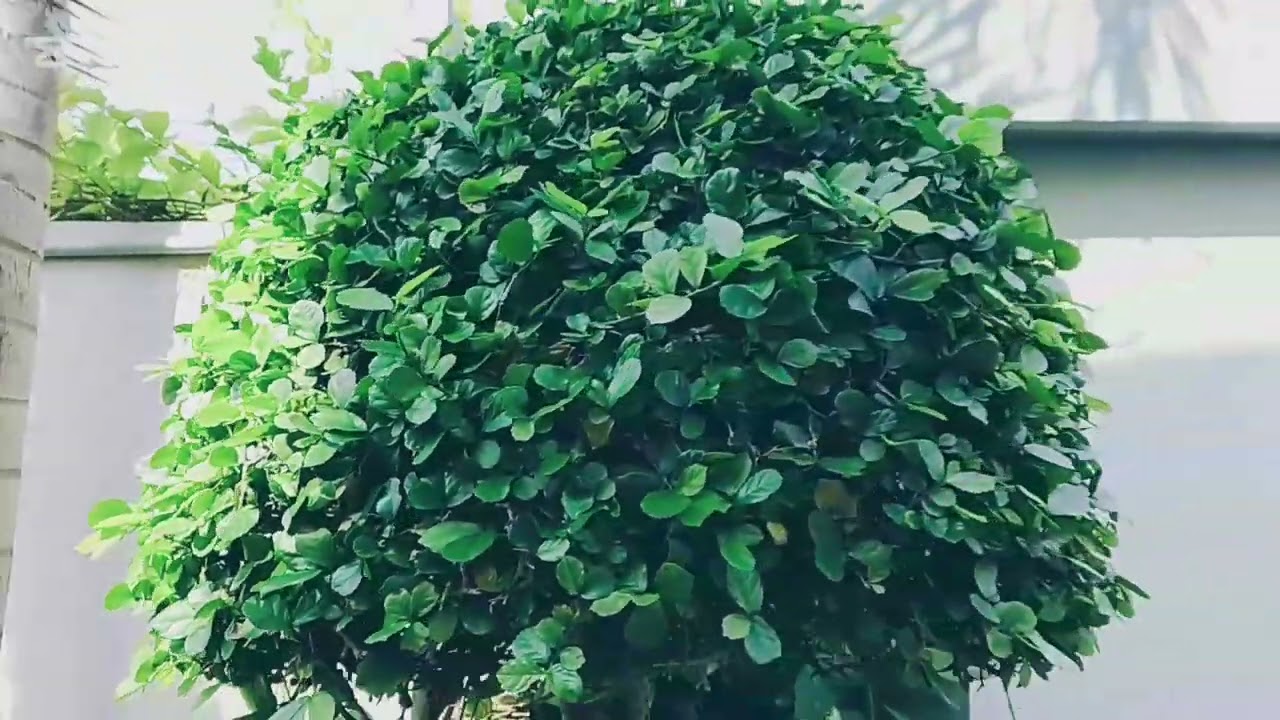 Garden design#videos iday