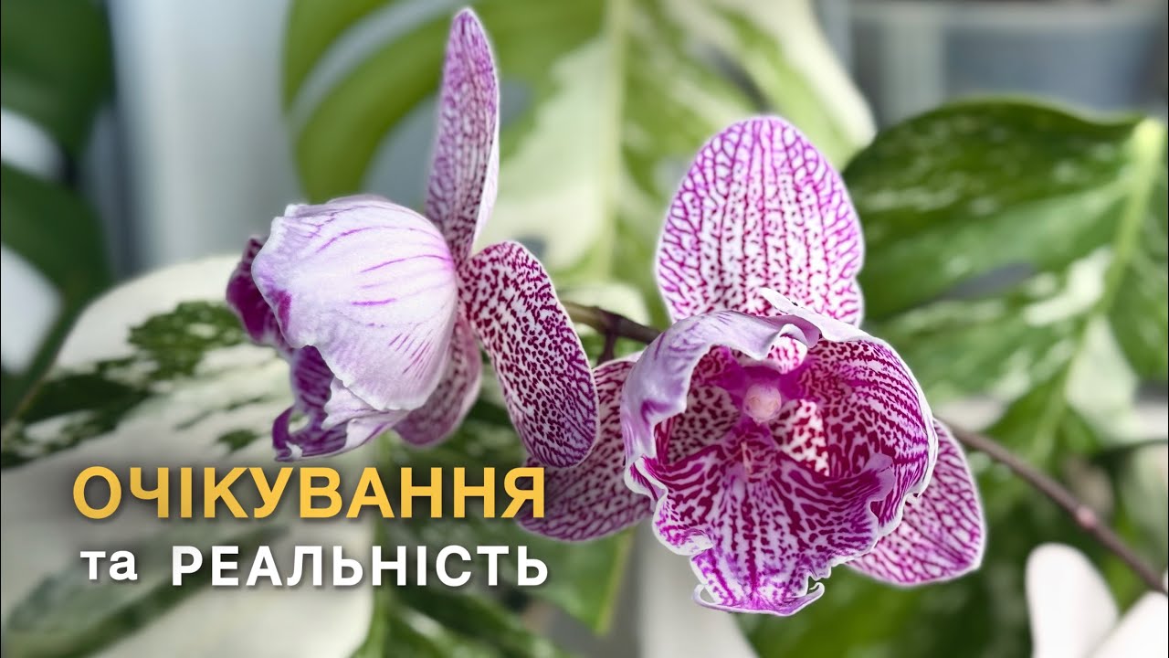 Хто РОЗЧАРУВАВ,а хто ПОРАДУВАВ?#orchid #орхидея #orchid #цветущиеорхидеи #обзорорхидей 