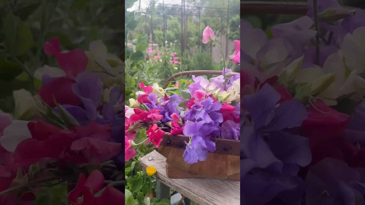 8 Flowers to PLANT from SEED this fall