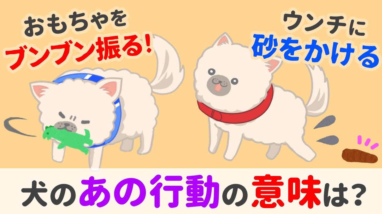 犬の謎行動！愛犬のしぐさの本当の意味は？