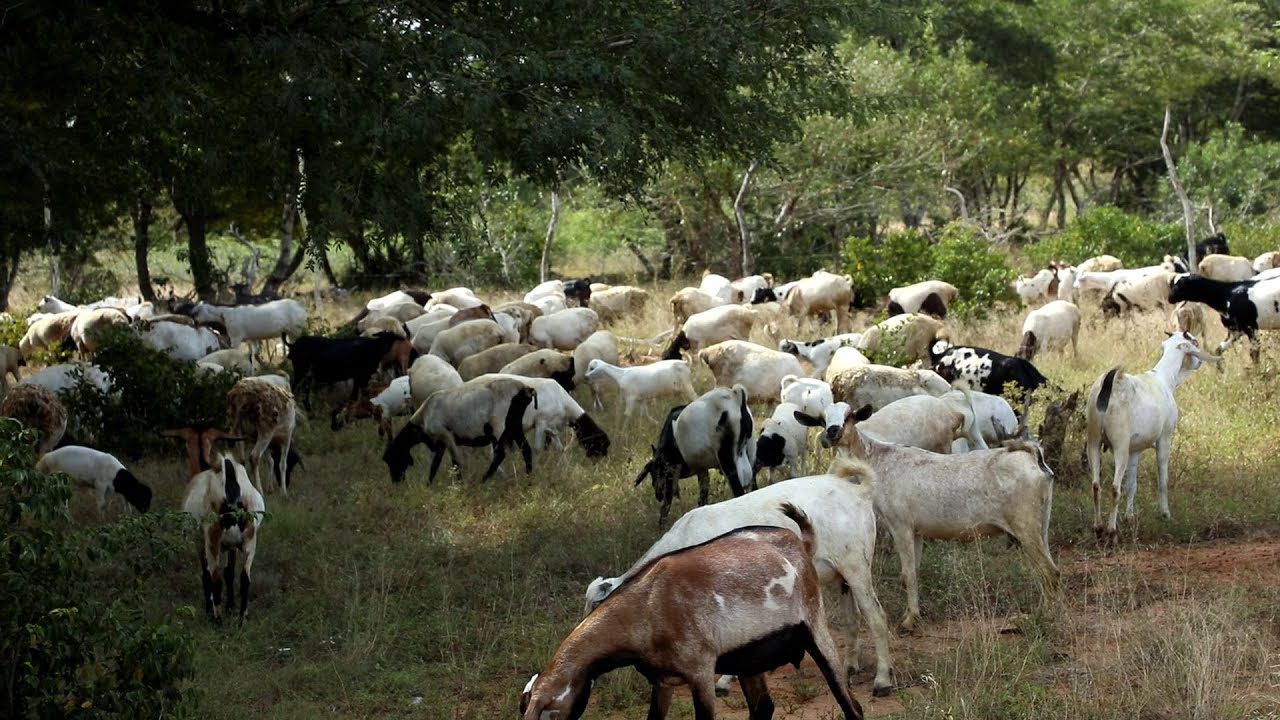 KEEPING GALA GOATS & DOPPER SHEEP: FORMER RALLY ACE PETER MUKUNDI S PROJECT EXCITES CHANGOTO VILLAGE